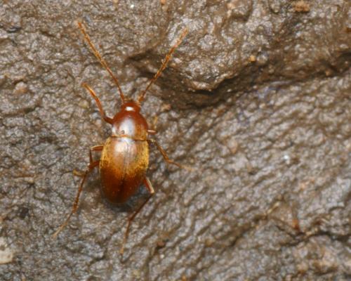 Réf. 289 682 : Troglodromus bucheti caussicola